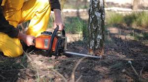 Best Hazardous Tree Removal  in Ortonville, MN